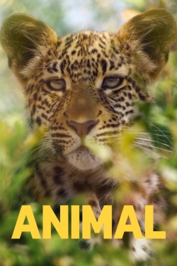 Watch free Animal Movies